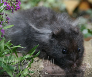 McMurphy- Black Longhaired